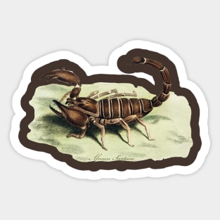 The African Scorpion Sticker